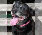 Vixey - Female Labrador Retriever-Unknown Mix Dog for Adoption - Small photo