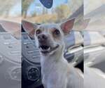 Small Photo #5 Chihuahua-Unknown Mix Puppy For Sale in Visalia, CA, USA