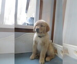 Small Photo #10 English Cream Golden Retriever Puppy For Sale in MECHANICSVILLE, MD, USA