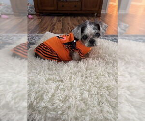 Shih Tzu Dogs for adoption in oakland, FL, USA