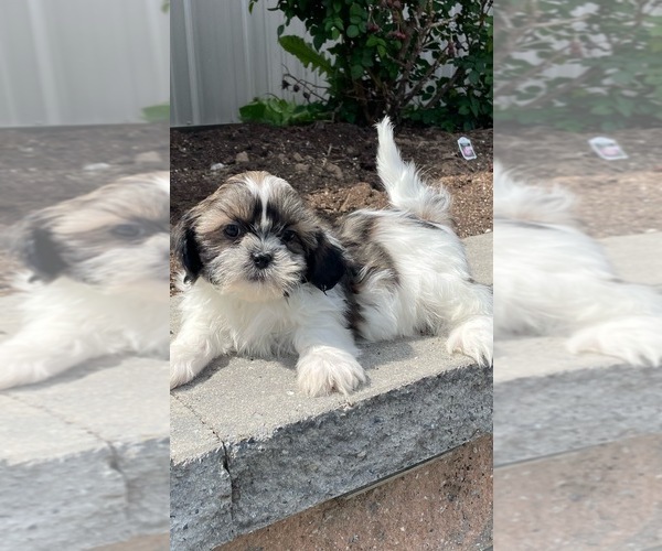 Medium Photo #5 Shih Tzu Puppy For Sale in CANOGA, NY, USA