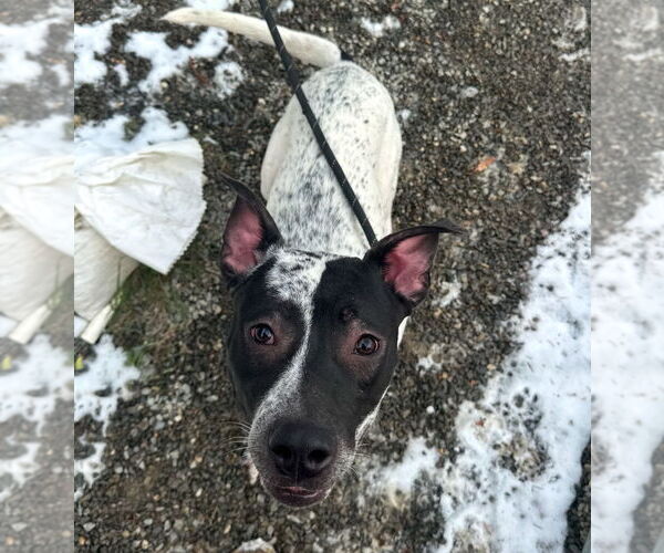 Medium Photo #23 American Pit Bull Terrier-Pointer Mix Puppy For Sale in Rockaway, NJ, USA
