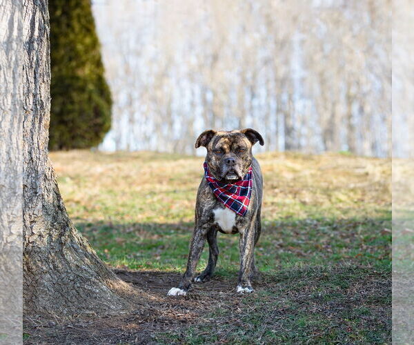 Medium Photo #3 Boxer-Unknown Mix Puppy For Sale in Unionville, PA, USA