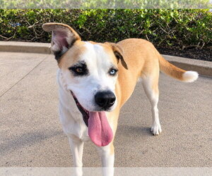 Cody (Courtesy Post) Adopt Me! - Female Labsky Dog for Adoption - Photo #3