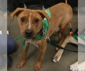 Spartacus - Male Beagle-Unknown Mix Dog for Adoption - Photo #6