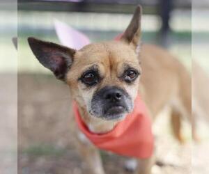 Chug Dogs for adoption in San Antonio, TX, USA