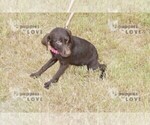 Small Photo #7 Labrador Retriever Puppy For Sale in SANGER, TX, USA