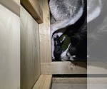 Small #49 Siberian Husky