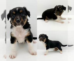 Miniature Australian Shepherd Puppy for sale in BROOKER, FL, USA