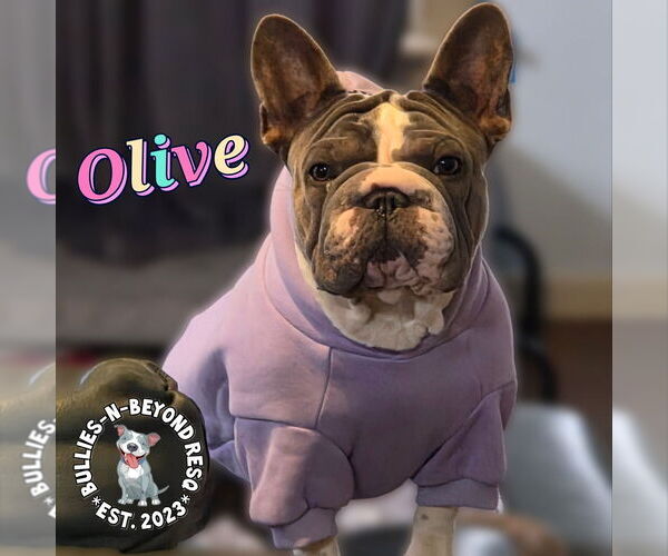 Medium Photo #5 French Bulldog Puppy For Sale in Omaha, NE, USA