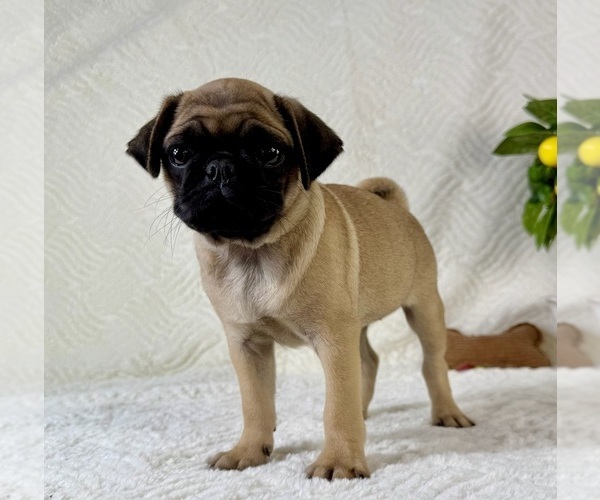Medium Photo #5 Pug Puppy For Sale in GREENFIELD, IN, USA