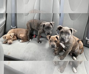 American Pit Bull Terrier Puppy for sale in ONTARIO, CA, USA