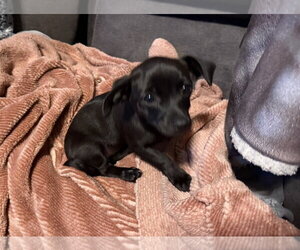 Chihuahua-Unknown Mix Dogs for adoption in The Woodlands, TX, USA