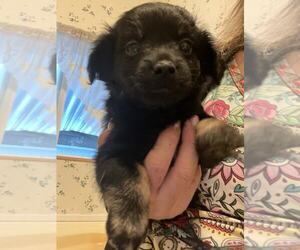 Rat-Cha Dogs for adoption in MIDWAY, UT, USA