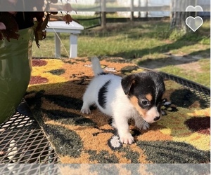 Jack Russell Terrier Puppy for sale in NASHVILLE, NC, USA