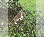 Small Photo #20 Borador Puppy For Sale in MARION, VA, USA