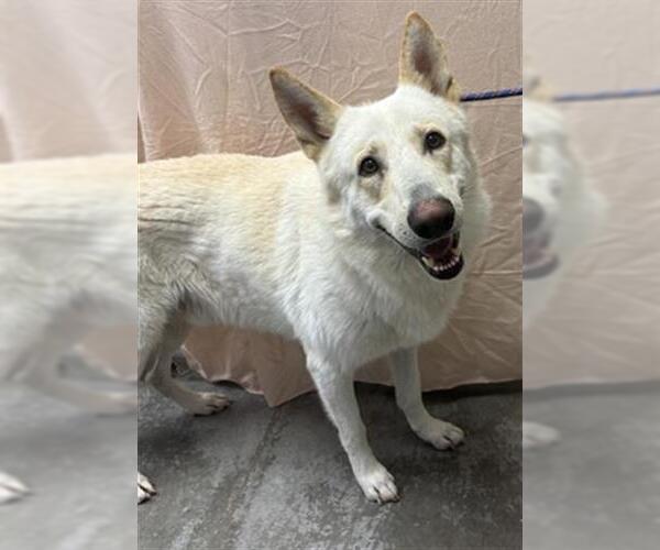 Medium Photo #1 Gerberian Shepsky Puppy For Sale in Rosenberg, TX, USA