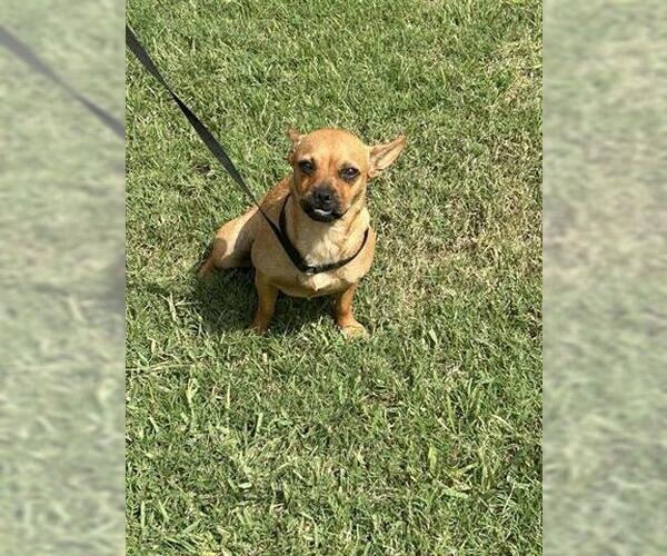 Medium Photo #1 Chihuahua-Unknown Mix Puppy For Sale in Houston, TX, USA