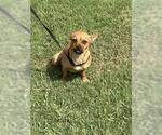 Small Chihuahua Mix