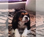 Small #2 Cavalier King Charles Spaniel