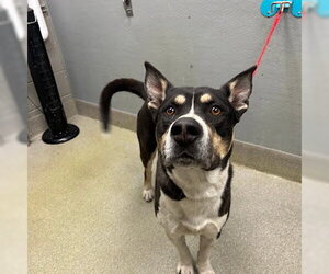 Greater Swiss Rottweiler Dogs for adoption in Las Vegas, NV, USA