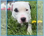 Small #1 American Pit Bull Terrier