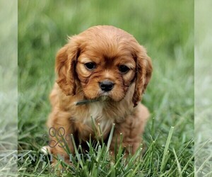 Cavalier King Charles Spaniel Puppy for sale in KINZERS, PA, USA