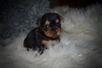 Small #4 Yorkshire Terrier
