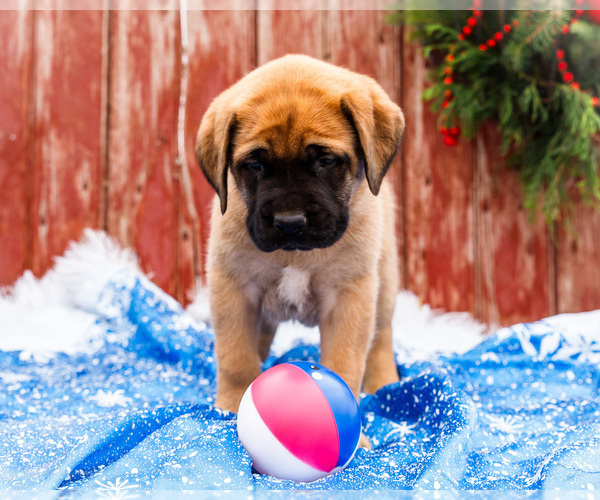 Medium Photo #45 Mastiff Puppy For Sale in WAKARUSA, IN, USA