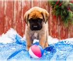 Small Photo #45 Mastiff Puppy For Sale in WAKARUSA, IN, USA