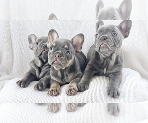 French Bulldog Puppy for sale in MIAMI, FL, USA