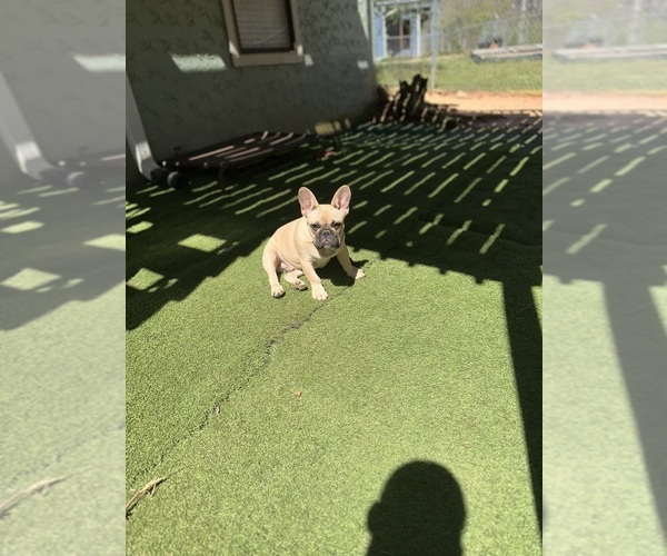 Medium Photo #2 French Bulldog Puppy For Sale in SNELLVILLE, GA, USA