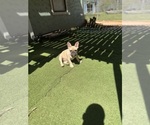 Small #1 French Bulldog