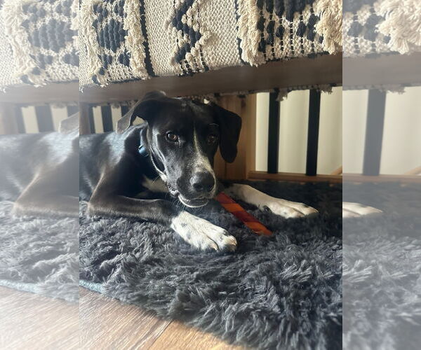 Medium Photo #12 Border Collie-Unknown Mix Puppy For Sale in Germantown, OH, USA