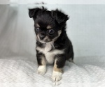 Small Photo #2 Chihuahua Puppy For Sale in BEAUMONT, TX, USA