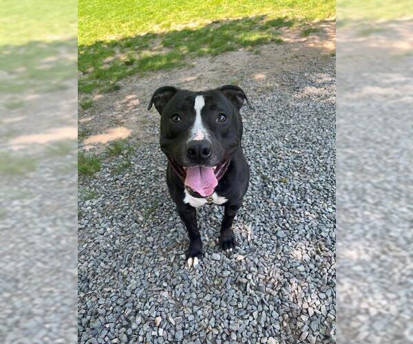 Medium Photo #4  Puppy For Sale in , 