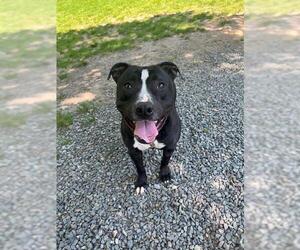 American Staffordshire Terrier-Unknown Mix Dogs for adoption in Brewster, MA, USA