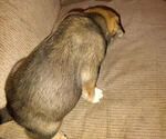 Small Photo #6 American Pit Bull Terrier-Siberian Husky Mix Puppy For Sale in N FOND DU LAC, WI, USA