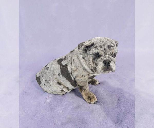Medium Photo #1 English Bulldog Puppy For Sale in QUAPAW, OK, USA