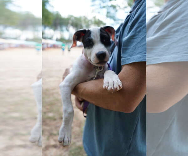 Medium Photo #2 American Staffordshire Terrier-Unknown Mix Puppy For Sale in Holly Springs, NC, USA