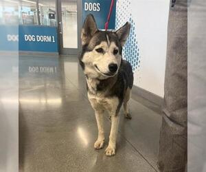 Siberian Husky Dogs for adoption in San Martin, CA, USA