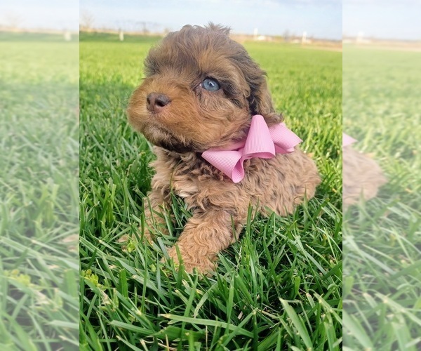 Medium Photo #1 Cockapoo Puppy For Sale in NILES, MI, USA