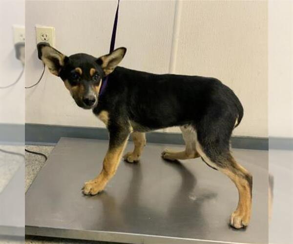 Medium Photo #1 German Shepherd Dog-Unknown Mix Puppy For Sale in Visalia, CA, USA