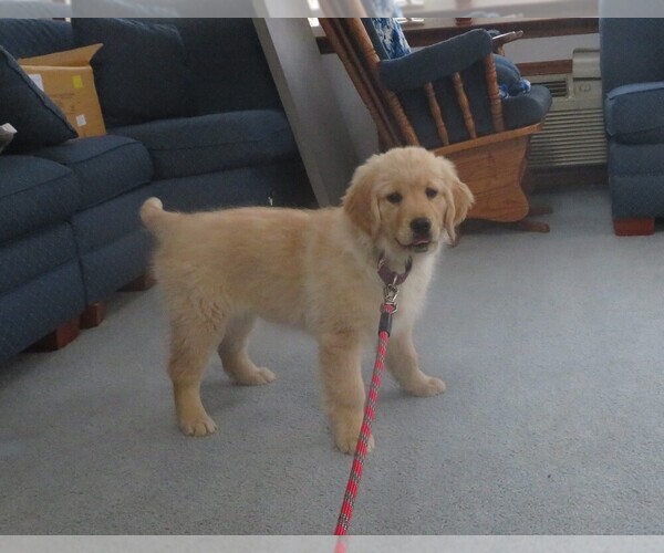 Full screen Photo #7 Golden Retriever Puppy For Sale in MECHANICSVILLE, MD, USA