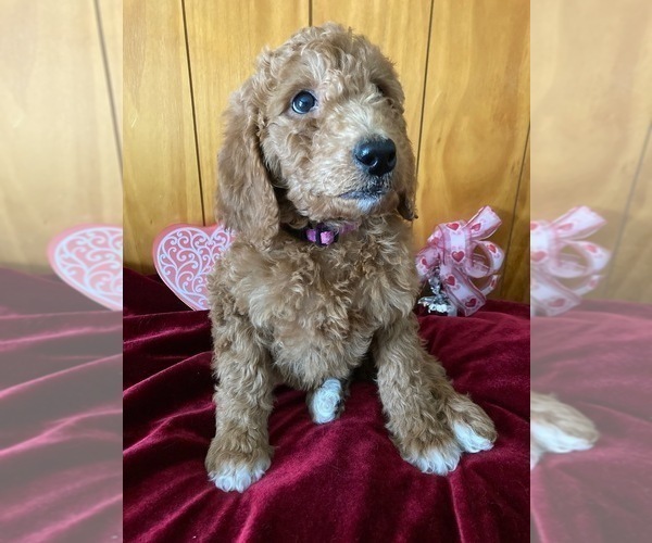 Medium Photo #1 Goldendoodle Puppy For Sale in WARSAW, NY, USA