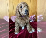 Small Photo #1 Goldendoodle Puppy For Sale in WARSAW, NY, USA