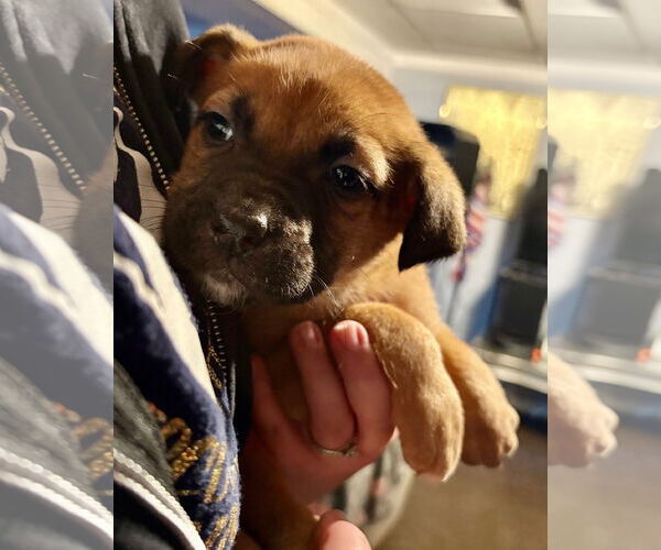 Medium Photo #2 Mastiff-Unknown Mix Puppy For Sale in Clarkston, MI, USA