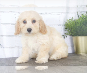 Poochon Puppy for sale in RED LION, PA, USA