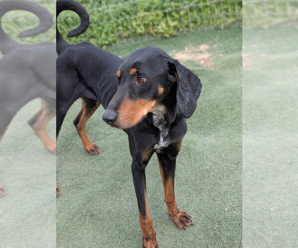 Medium Photo #7 Bluetick Coonhound-Doberman Pinscher Mix Puppy For Sale in garner, NC, USA