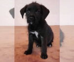 Luna - Female Labrador Retriever-Unknown Mix Dog for Adoption - Small photo